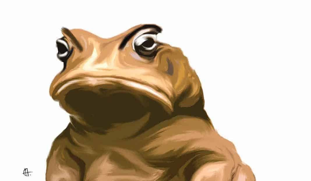 sapo cururu