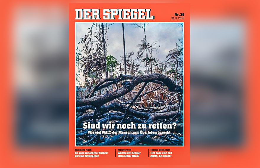 pedaços de madeiras