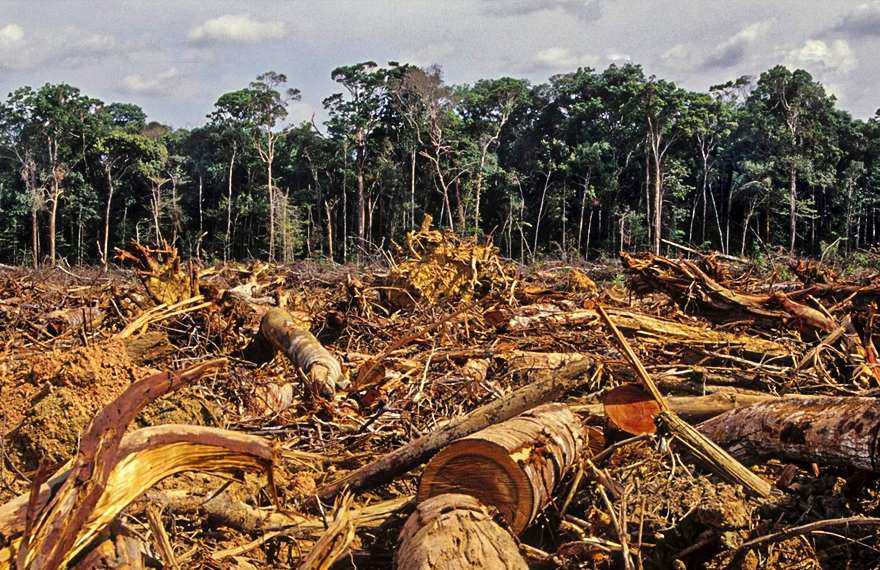 Pobre Amazônia