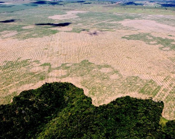 9 mil 762 quilômetros quadrados da Amazônia foram destruídos em 1 ano