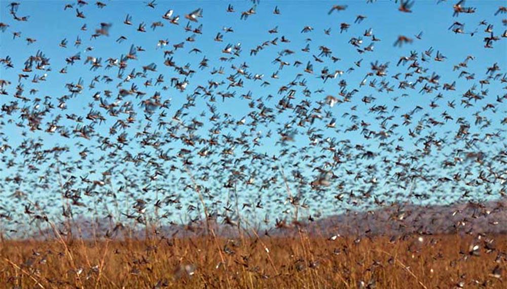 Nuvem de gafanhotos avança pela Argentina e se aproxima do Brasil. De acordo com o último levantamento do governo argentino, nesta quarta-feira (24), os insetos estão a 130 km de Barra do Quaraí, oeste do Rio Grande do Sul.