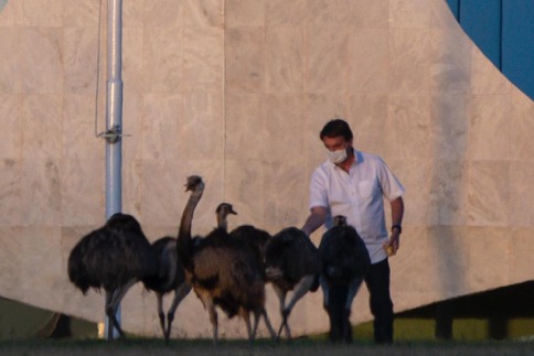 Jair Bolsonaro, confinado pelo coronavírus, foi visto ontem alimentando as emas do Palácio da Alvorada. Quem viu, disse que uma delas deu uma bela bicada no presidente, que gemeu. A ema passa bem. Lembrando que EMA são as iniciais de Exército, Marinha e Aeronáutica.