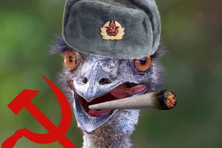 A ema comunista caiu na rede: