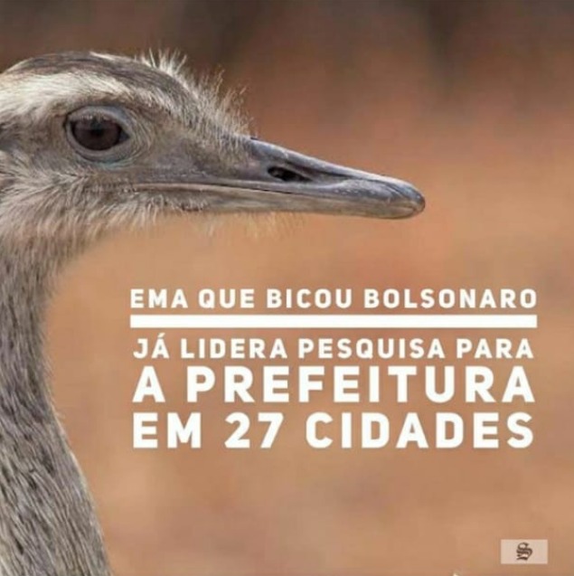 Caiu na rede: